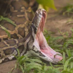 Panic As Mother Of 4 Is Swallowed By Python In Indonesia