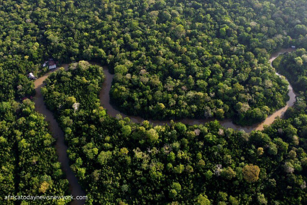 2024 Marks Worst Year For Tropical Deforestation Yet