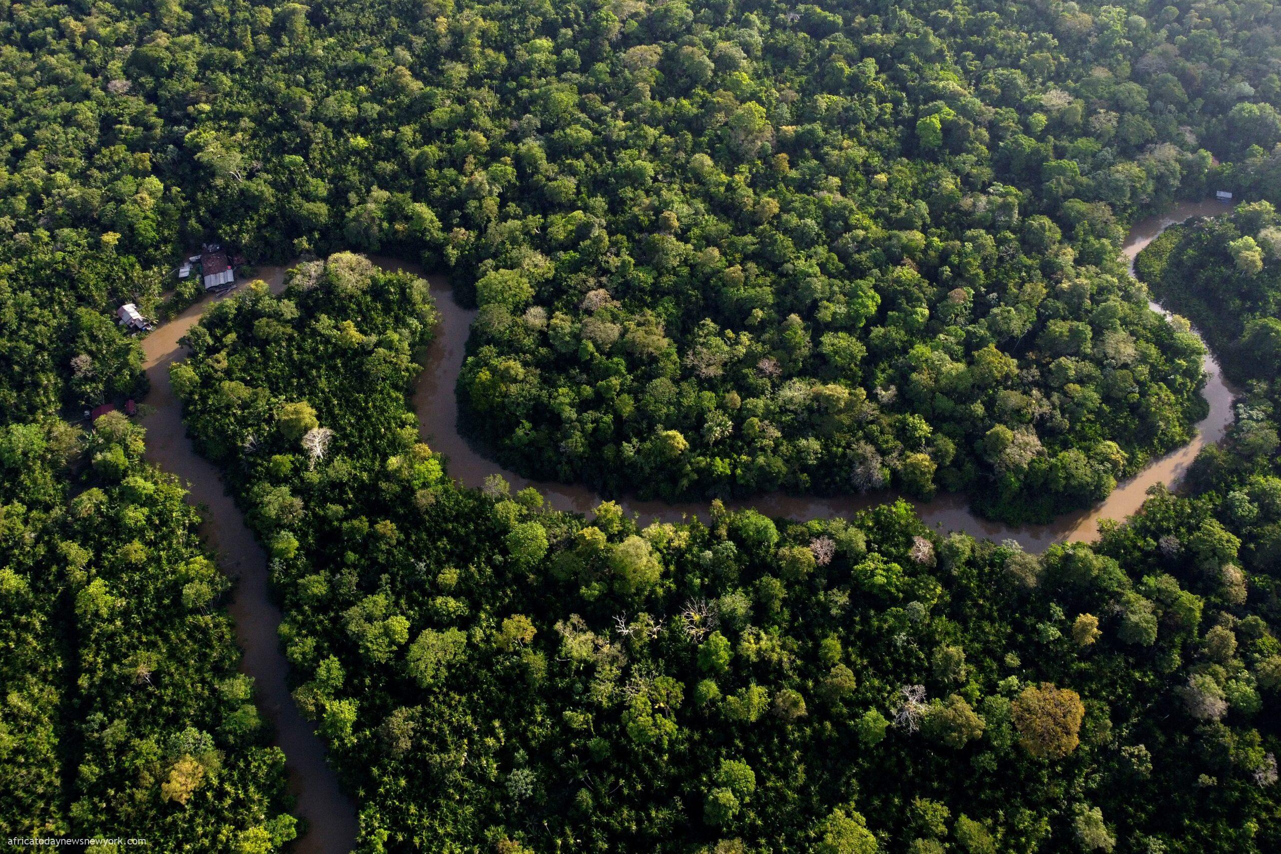 2024 Marks Worst Year For Tropical Deforestation Yet