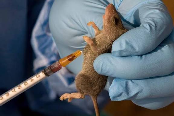 Lassa Fever Update: 13 New Cases, Four Deaths In Ondo, Edo