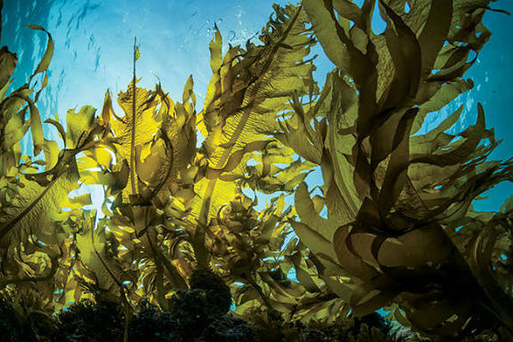 Norway Harnesses Seaweed Farms To Combat Climate Change
