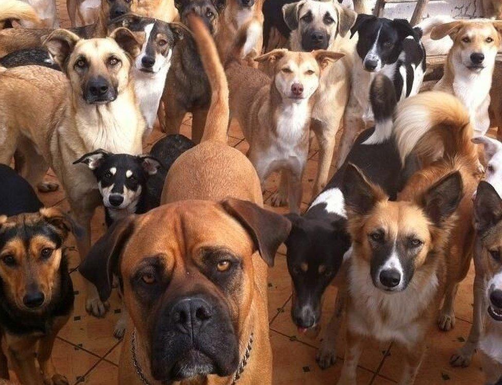 Morocco Faces Scrutiny Over Stray Dog Cull Claims