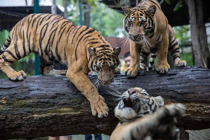Seventy-Two Tigers Dead At Thai Tourist Park
