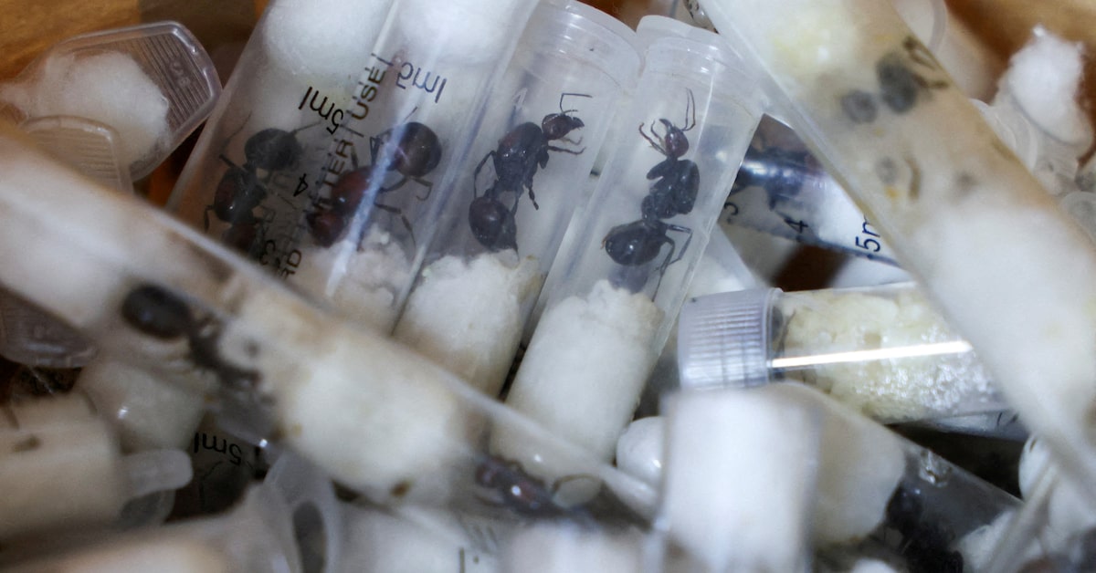 Chinese Man Held In Kenya Over 2,000-Ant Smuggling Attempt
