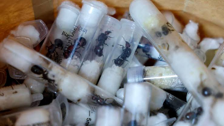 Kenya Arraigns Local Ant Supplier Linked To Zhang And Bangkok Seizure