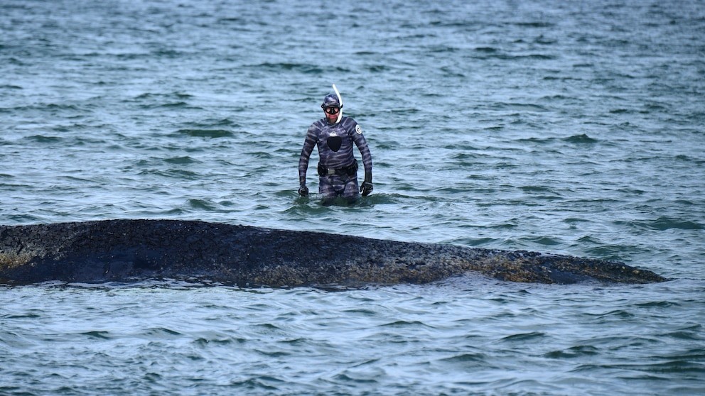 Stranded Whale Breaks Free Off Germany’s Baltic Coast