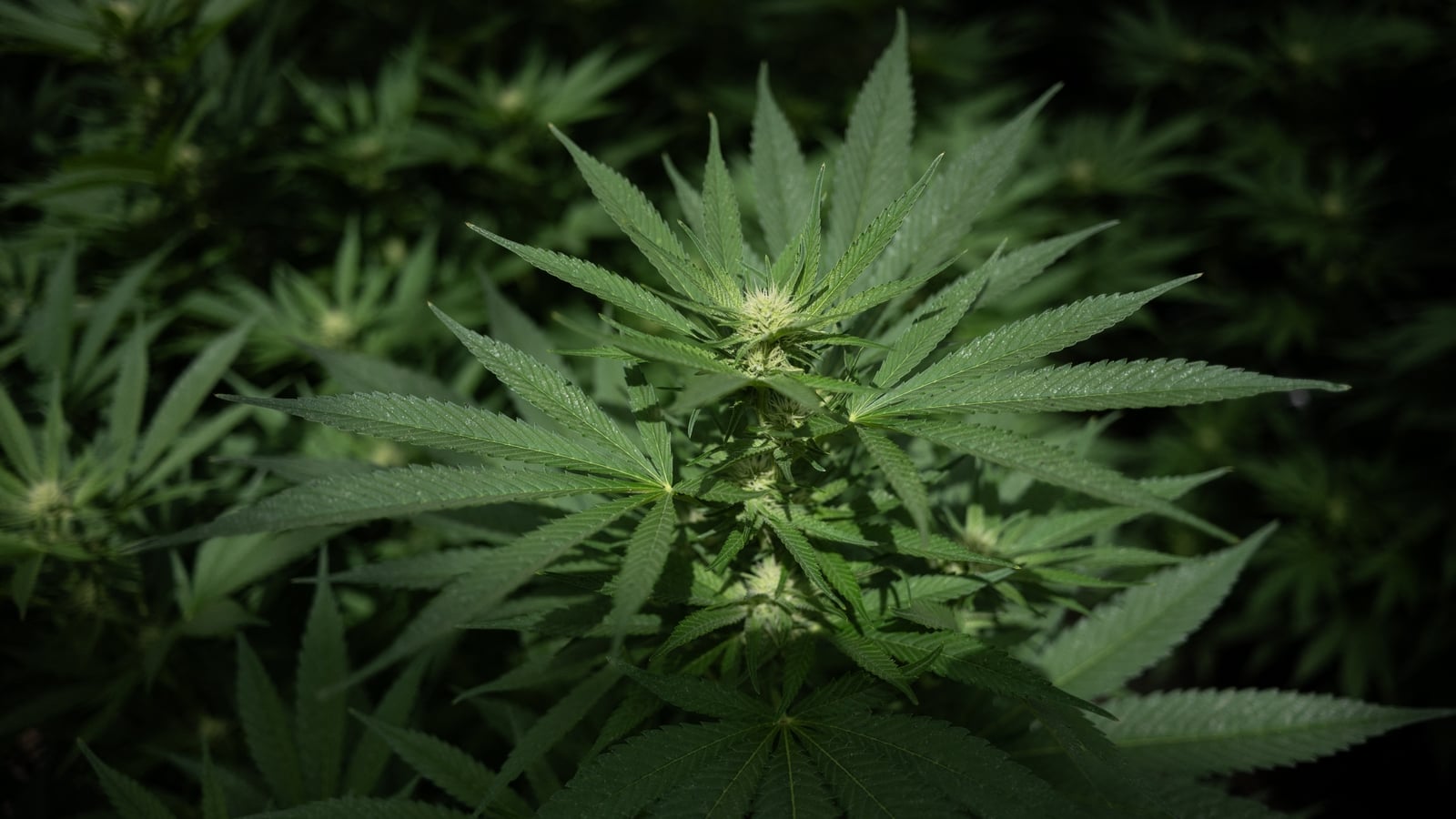US Set To Relax Cannabis Rules For $47bn Industry